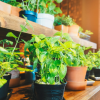 The Benefits of Indoor Gardening and How to Get Started