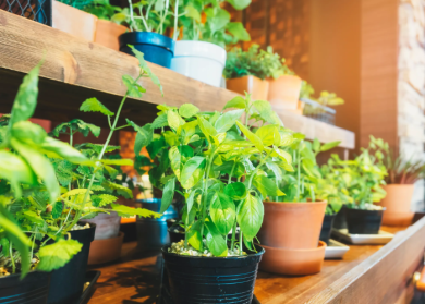 The Benefits of Indoor Gardening and How to Get Started