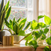 The Best Plants for Improving Indoor Air Quality