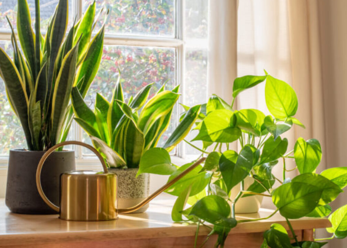 The Best Plants for Improving Indoor Air Quality