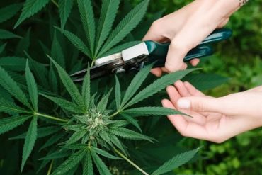 Everything You Need to Know About CBD Flower and Delta 8 Flower