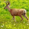 Can Deer Eat Celery