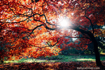 Nostalgia Fall Huy Cuong • Afternoon Dream • 2021