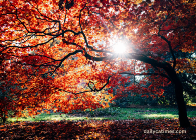 Nostalgia Fall Huy Cuong • Afternoon Dream • 2021
