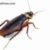 Cockroach